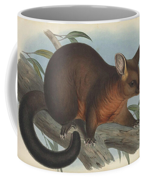 Australia Coffee Mug featuring the drawing Sooty Opossum by John Gould