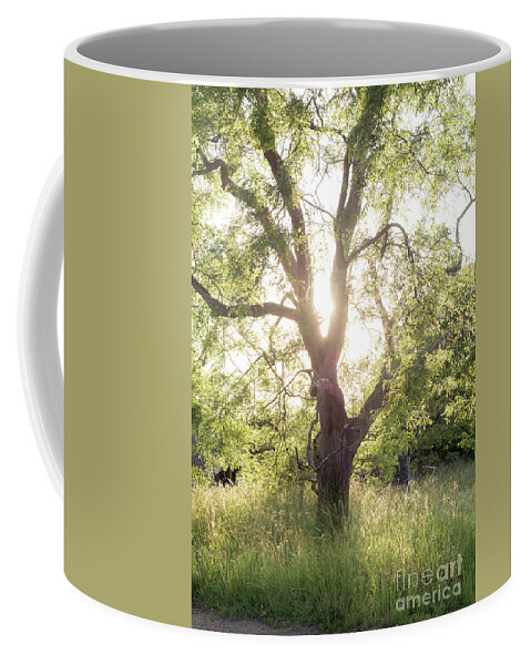 Sophora Coffee Mug featuring the photograph Sophora Japonica, Great Dixter by Perry Rodriguez