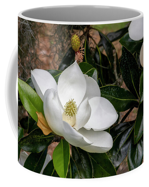 Southern Magnolia Coffee Mug featuring the photograph Southern Magnolia Flower by Bradford Martin
