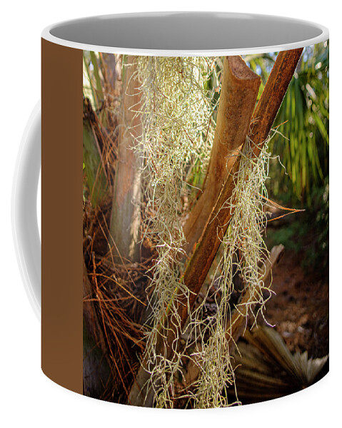 Spanish Moss Coffee Mug featuring the photograph Spanish Moss Catcher by Tony Locke