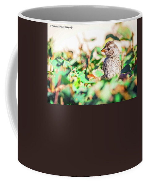 Bird Coffee Mug featuring the photograph White crowned sparrow by Tahmina Watson