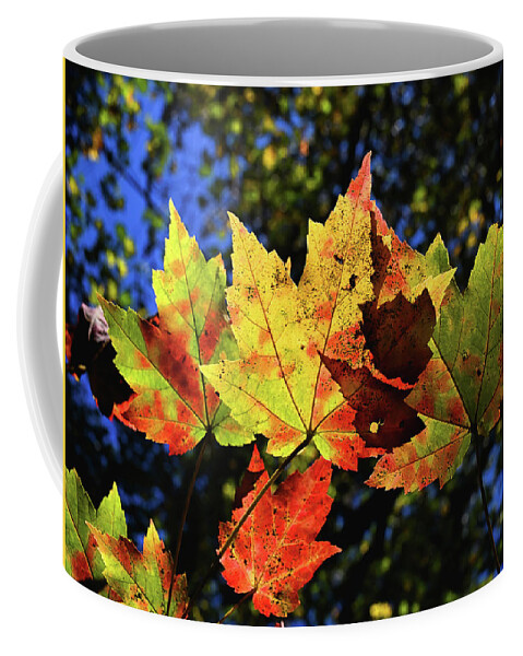 Fall Coffee Mug featuring the photograph Speckled Maple by Steven Nelson