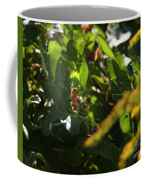 Spider Coffee Mug featuring the photograph Spider in a web by Agnes Caruso