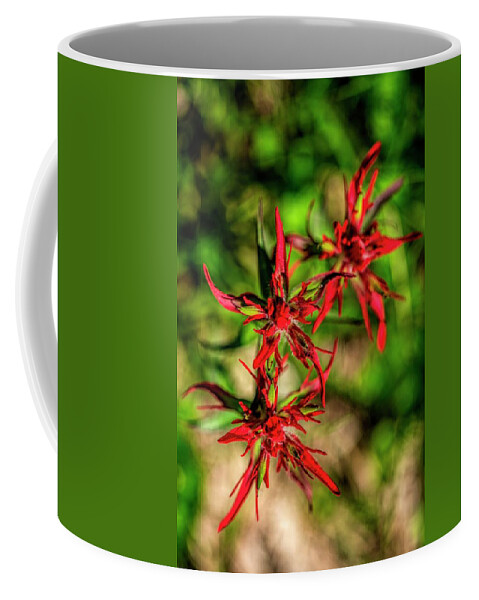 Red Coffee Mug featuring the photograph Spider Red Flower by Pamela Dunn-Parrish