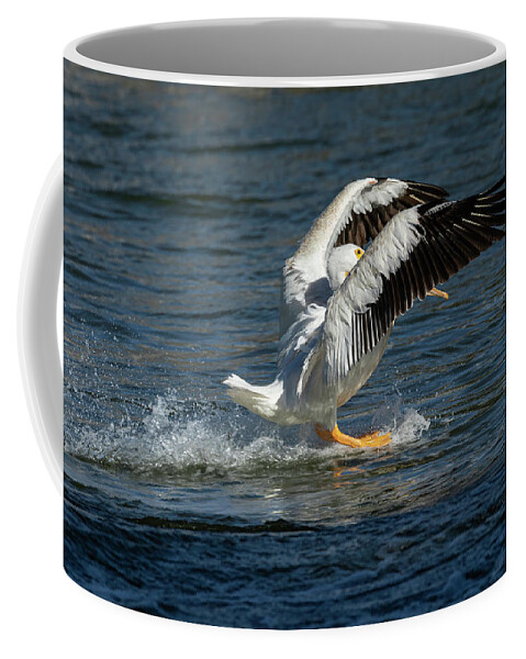 American White Pelican Coffee Mug featuring the photograph Splash Down 2016 by Thomas Young
