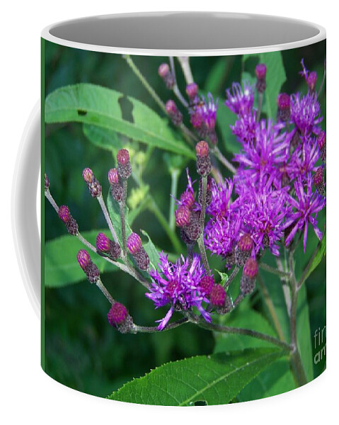 Wild Flowers Coffee Mug featuring the photograph Spotted Knapweed Flower by Charles Robinson