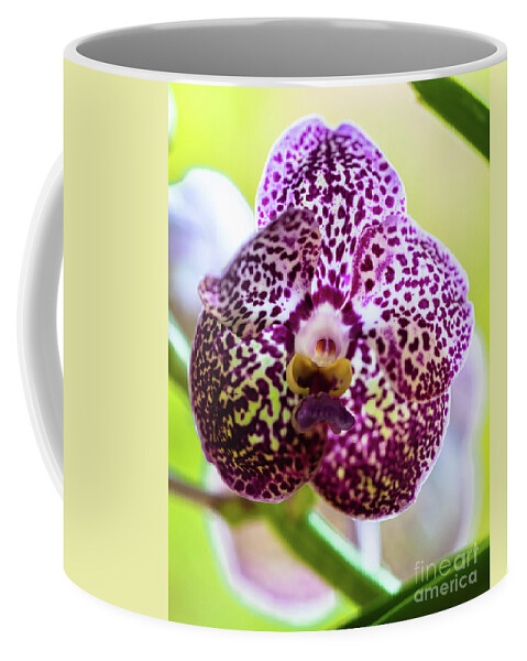 Ascda Kulwadee Fragrance Coffee Mug featuring the photograph Spotted Vanda Orchid Flowers by Raul Rodriguez