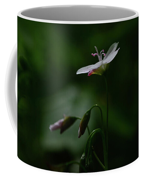 Wildflowers Coffee Mug featuring the photograph Spring Beauty Standout by Tana Reiff