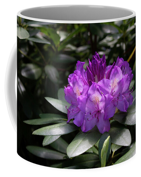 Close Up Color Photography Of A Rhododendron Blossom. Coffee Mug featuring the photograph Spring Blossom by Geoff Jewett