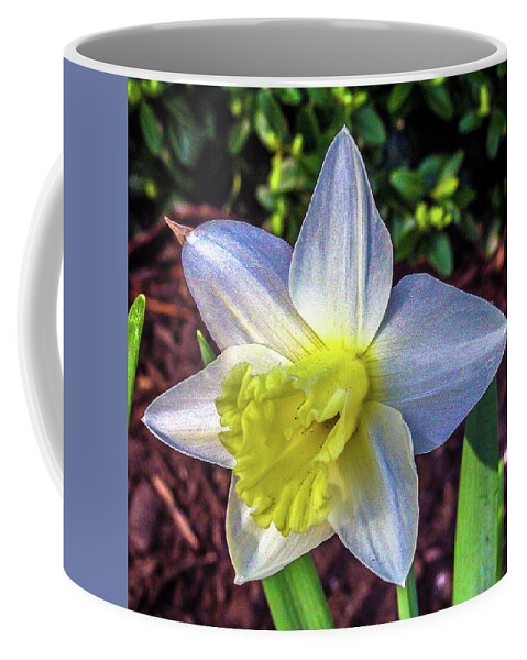 Daffodils Coffee Mug featuring the photograph Spring Daffodil Flowers by Louis Dallara