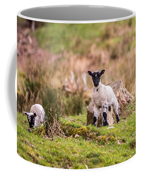 Lambs Coffee Mug featuring the photograph Spring lambs by Daniel Letford