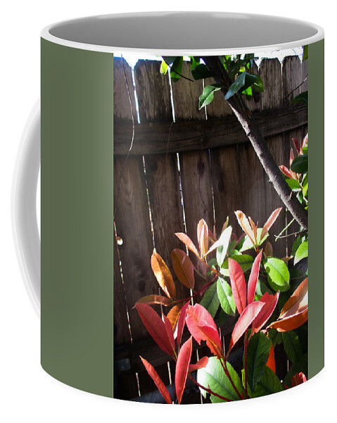 Photinia Coffee Mug featuring the photograph Spring Photinia in the Sun by W Craig Photography