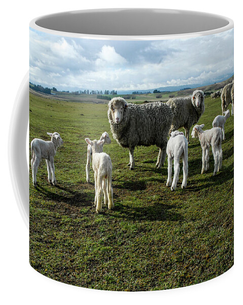 Sheep Coffee Mug featuring the photograph Springtime Babies - High Country Sheep Muster, South Island, New Zealand by Earth And Spirit