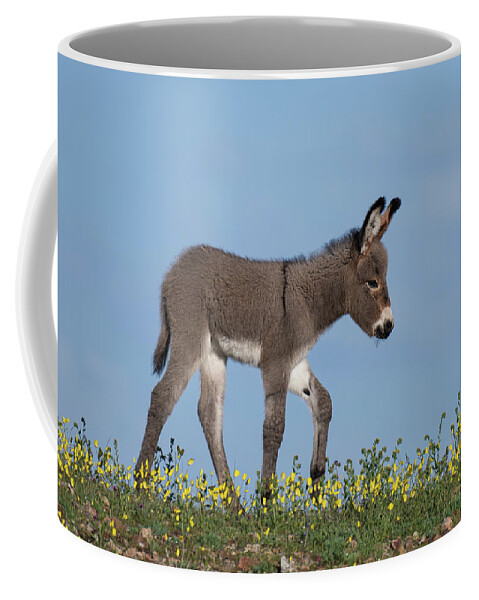 Wild Burros Coffee Mug featuring the photograph Spring Time by Mary Hone