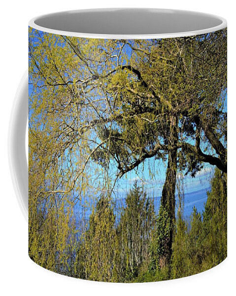 Trees Coffee Mug featuring the photograph Spring Trees Sharing the View of the Pacific by James Cousineau