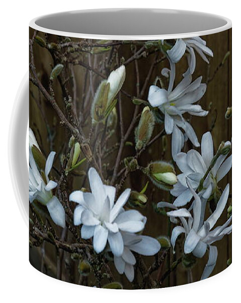 Magnolia Coffee Mug featuring the photograph Springtime Magnolia by Jeff Townsend
