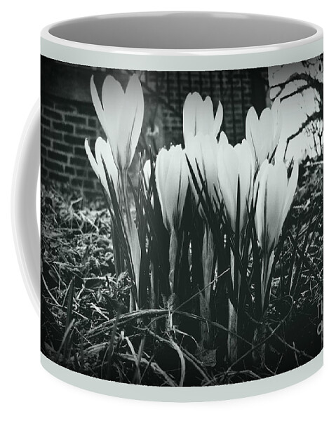 Crocus Blooms Coffee Mug featuring the photograph Sprint Has Sprung - Monochrome by Frank J Casella