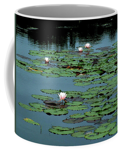 Squam Coffee Mug featuring the photograph Squam Lilies by Wayne King