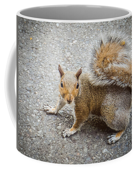 Squirrel Coffee Mug featuring the photograph Squirrel at the Zoo by Anamar Pictures