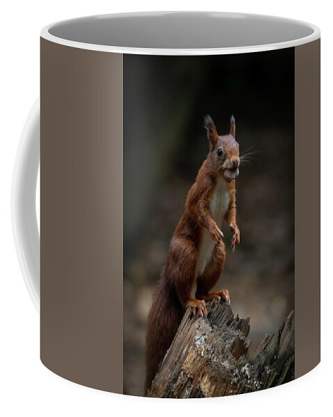 Squirrel Coffee Mug featuring the photograph Squirrel collecting and hiding nuts by Marjolein Van Middelkoop