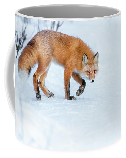 (vulpes Vulpes) Coffee Mug featuring the photograph Stalking Red Fox by James Capo