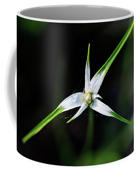Fakahatchee Strand State Preserve Coffee Mug featuring the photograph Star Grass by Rudy Wilms