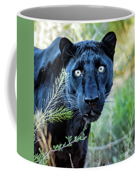 Wildlife Coffee Mug featuring the photograph Stare Down by Tom Watkins PVminer pixs