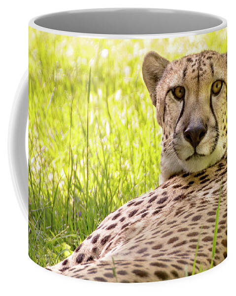 Zoo Coffee Mug featuring the photograph Staring cheeta by Robert Miller