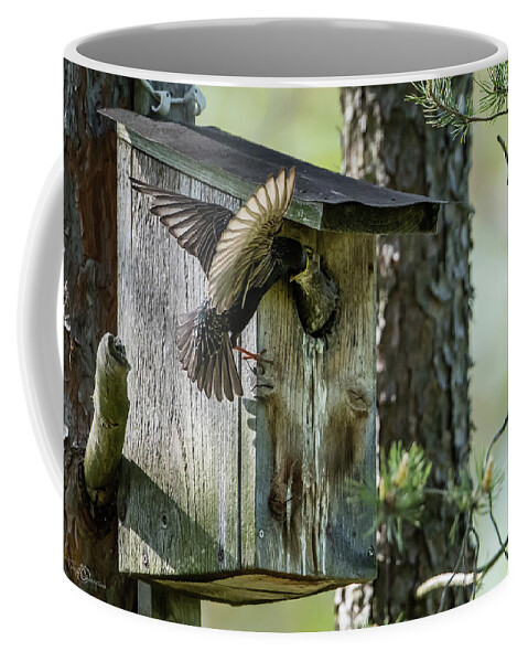 Starling Coffee Mug featuring the photograph Starling feed the nestling deep in the throat by Torbjorn Swenelius