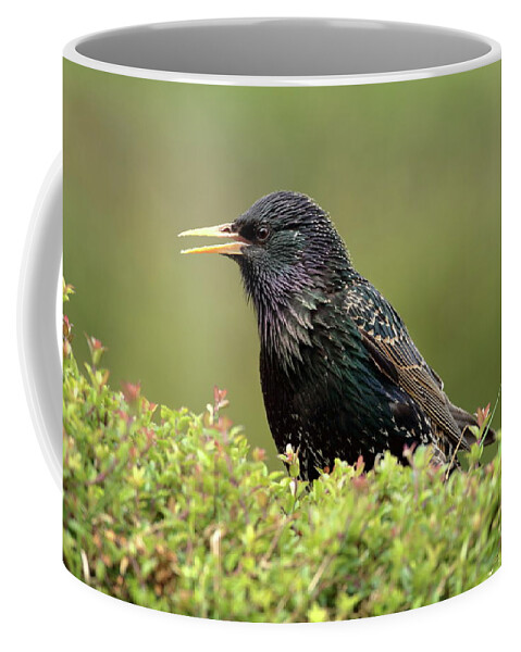 Starling Birds Nature Photography Prints Canvas Cards Garden Coffee Mug featuring the photograph Starling by Peter Skelton