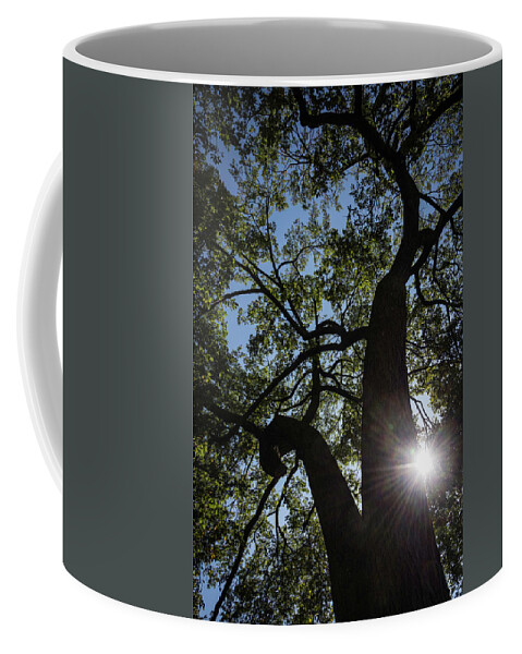Chicago Coffee Mug featuring the photograph Stately Tree by Norman Reid