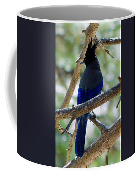 Dan Miller Coffee Mug featuring the photograph Stellar's Jay in the Forest by Dan Miller