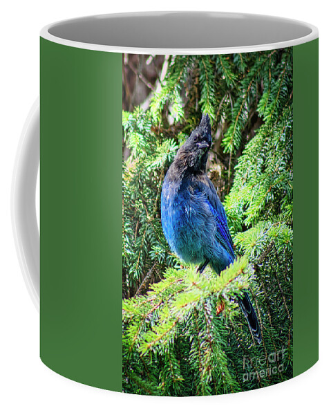 Bird Coffee Mug featuring the photograph Steller's Jay by Thomas Nay