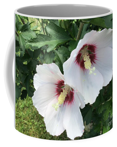 Rose Of Sharon Coffee Mug featuring the photograph Hibiscus Sticking Together 2 by Catherine Wilson