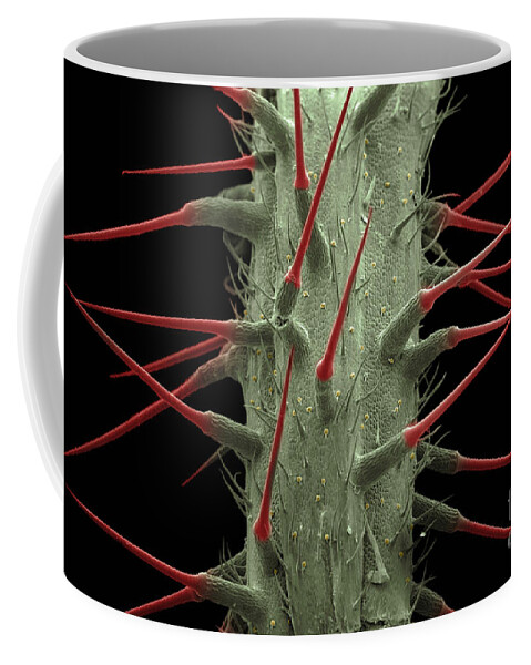 Alternative Medicine Coffee Mug featuring the photograph Stinging Nettle SEM by Ted Kinsman