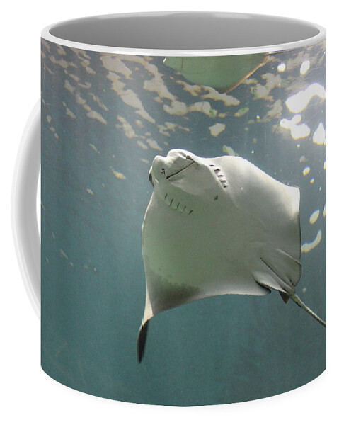 Stingray Coffee Mug featuring the photograph Stingray by Callen Harty
