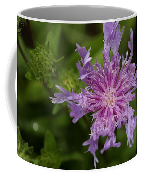 Stoke’s Aster Coffee Mug featuring the photograph Stoke's Aster Flower 3 by Mingming Jiang
