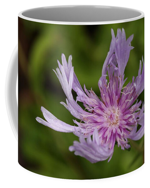 Stoke’s Aster Coffee Mug featuring the photograph Stoke's Aster Flower 4 by Mingming Jiang