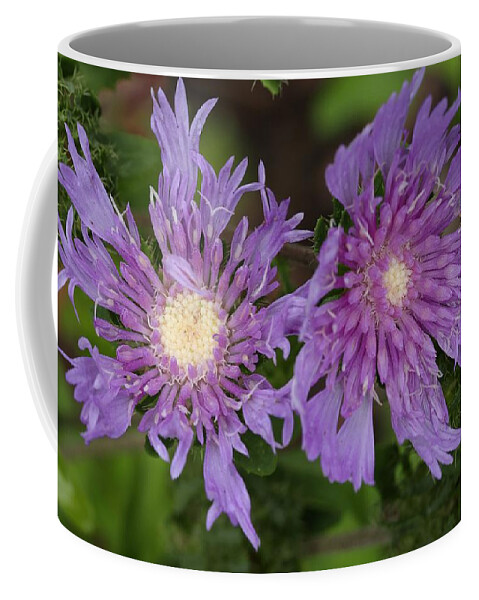 Stoke’s Aster Coffee Mug featuring the photograph Stoke's Aster Flower 5 by Mingming Jiang