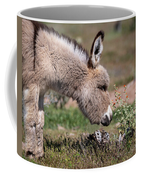 Wild Burros Coffee Mug featuring the photograph Stop and smell the flowers by Mary Hone
