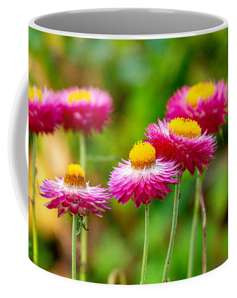 Bracteantha Bractata Coffee Mug featuring the photograph Straw Flower Family by Bj S
