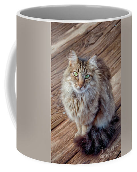 Al Andersen Coffee Mug featuring the photograph Stray Cat With Green Eyes by Al Andersen