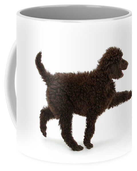 Standard Poodle Coffee Mug featuring the photograph Strutting out Poodle by Warren Photographic