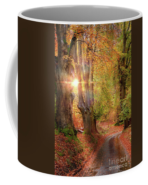 Autumn Coffee Mug featuring the photograph Stunning autumn forest road at sunrise in Norfolk by Simon Bratt