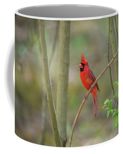 Blue Ridge Parkway Coffee Mug featuring the photograph Stunning Northern Cardinal by Robert J Wagner
