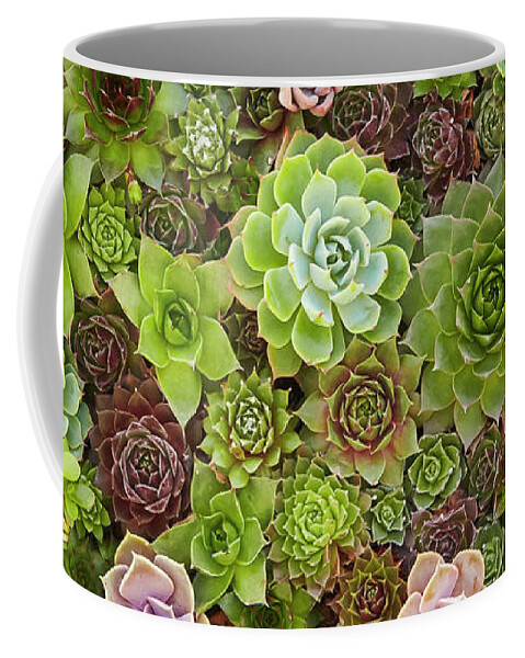 Succulents Coffee Mug featuring the photograph Succulents by Garden Gate magazine