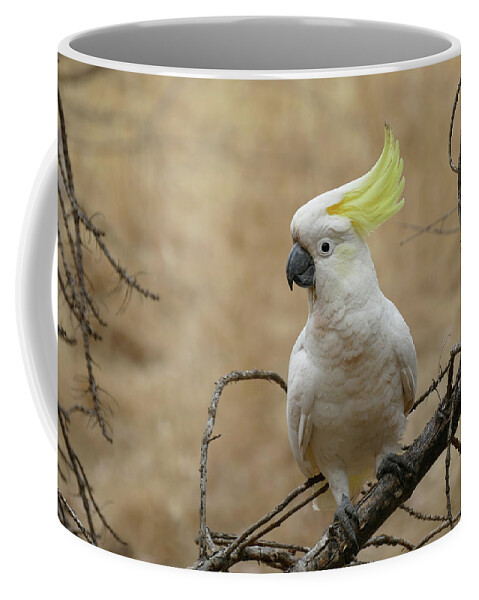 Animals Coffee Mug featuring the photograph Sulphur-crested Cockatoo perched on a branch by Maryse Jansen