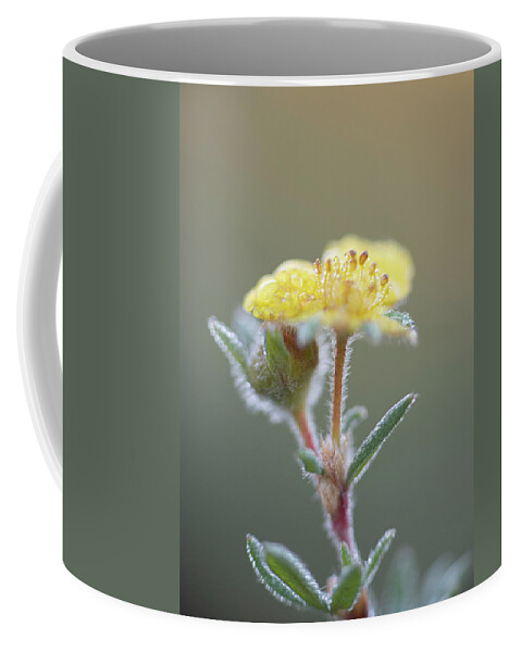 Dawn Coffee Mug featuring the photograph Summer Potentilla by Karen Rispin