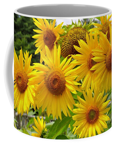Helianthus Coffee Mug featuring the photograph Summer Sunflowers by Lynn Hunt