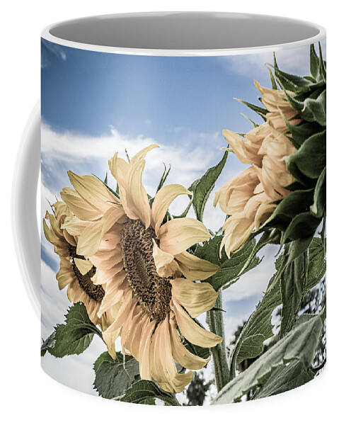 Sunflower Coffee Mug featuring the photograph Sun Salutation by Bonny Puckett